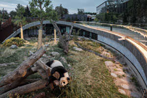 The Panda house